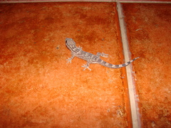 Tarentola americana