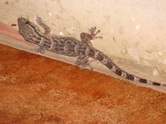 Tarentola americana