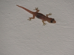 Hemidactylus angulatus