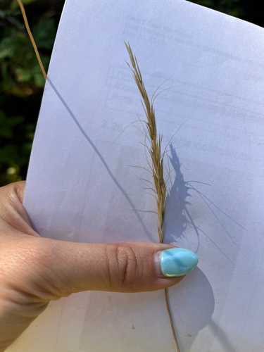 blue wild rye