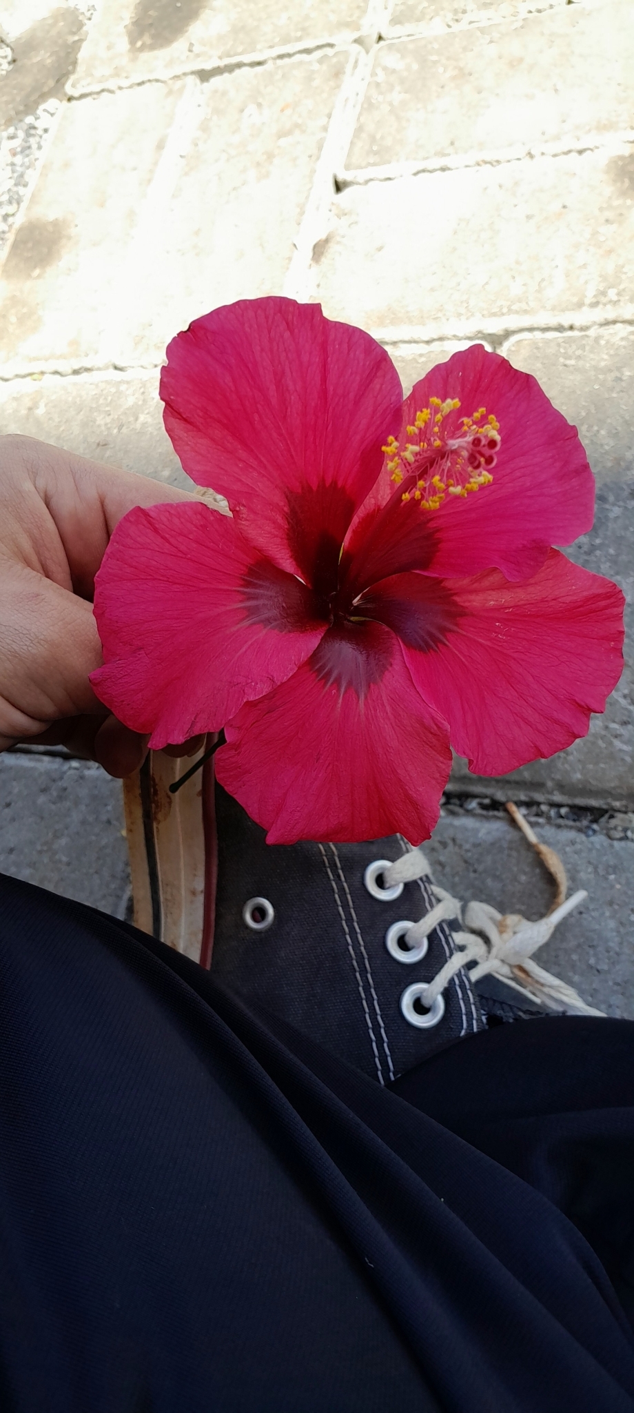 Hibiscus rosa-sinensis