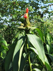 Costus