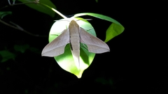 Hippotion batschii