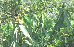 Costus