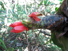 Costus