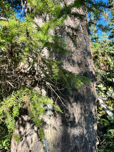 Douglas-fir