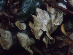 Agaricomycetes