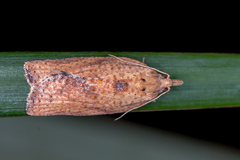 Meritastis laganodes