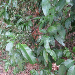 Guioa acutifolia