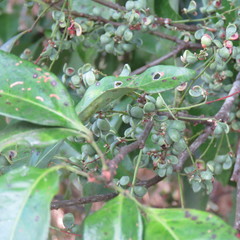 Guioa acutifolia