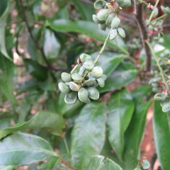 Guioa acutifolia