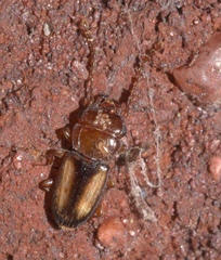 Laemophloeus terminalis