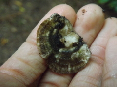 Agaricomycetes