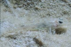 Fusigobius
