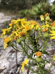 Chrysopsis scabrella