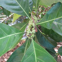 Planchonella obovata