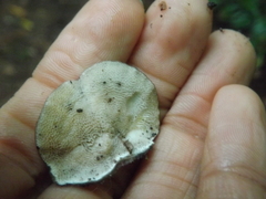 Agaricomycetes