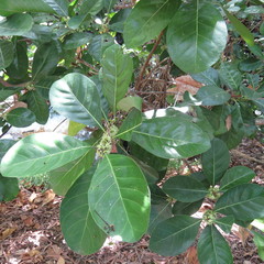 Planchonella obovata