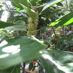 Planchonella obovata