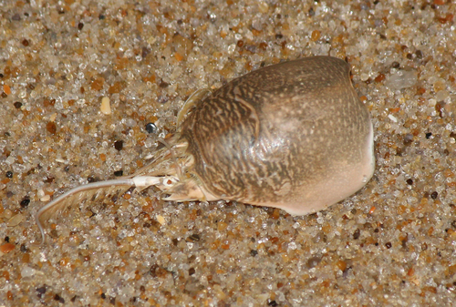 Emerita talpoida