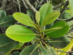 Sideroxylon borbonicum