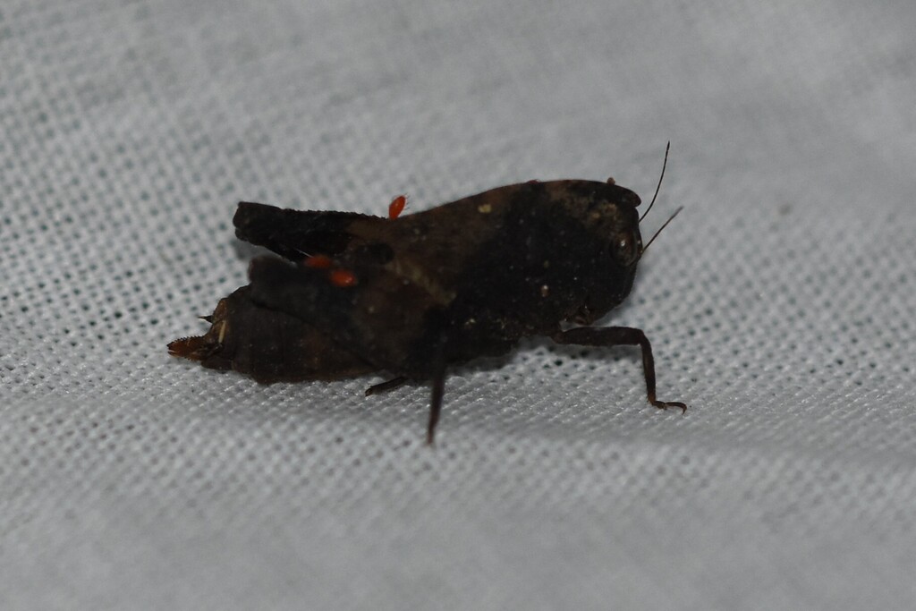 Tom Moth Selivinga tribulata from Cairns QLD, Australia on August 23, 2025 at 07 ...