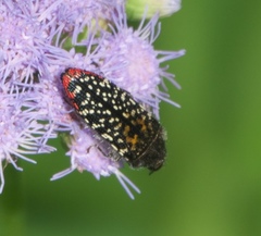 Acmaeodera haemorrhoa
