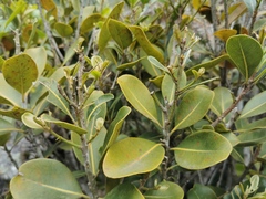 Sideroxylon borbonicum