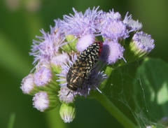 Acmaeodera haemorrhoa