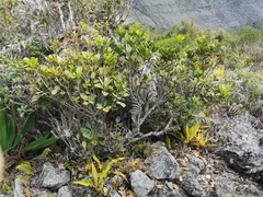Sideroxylon borbonicum
