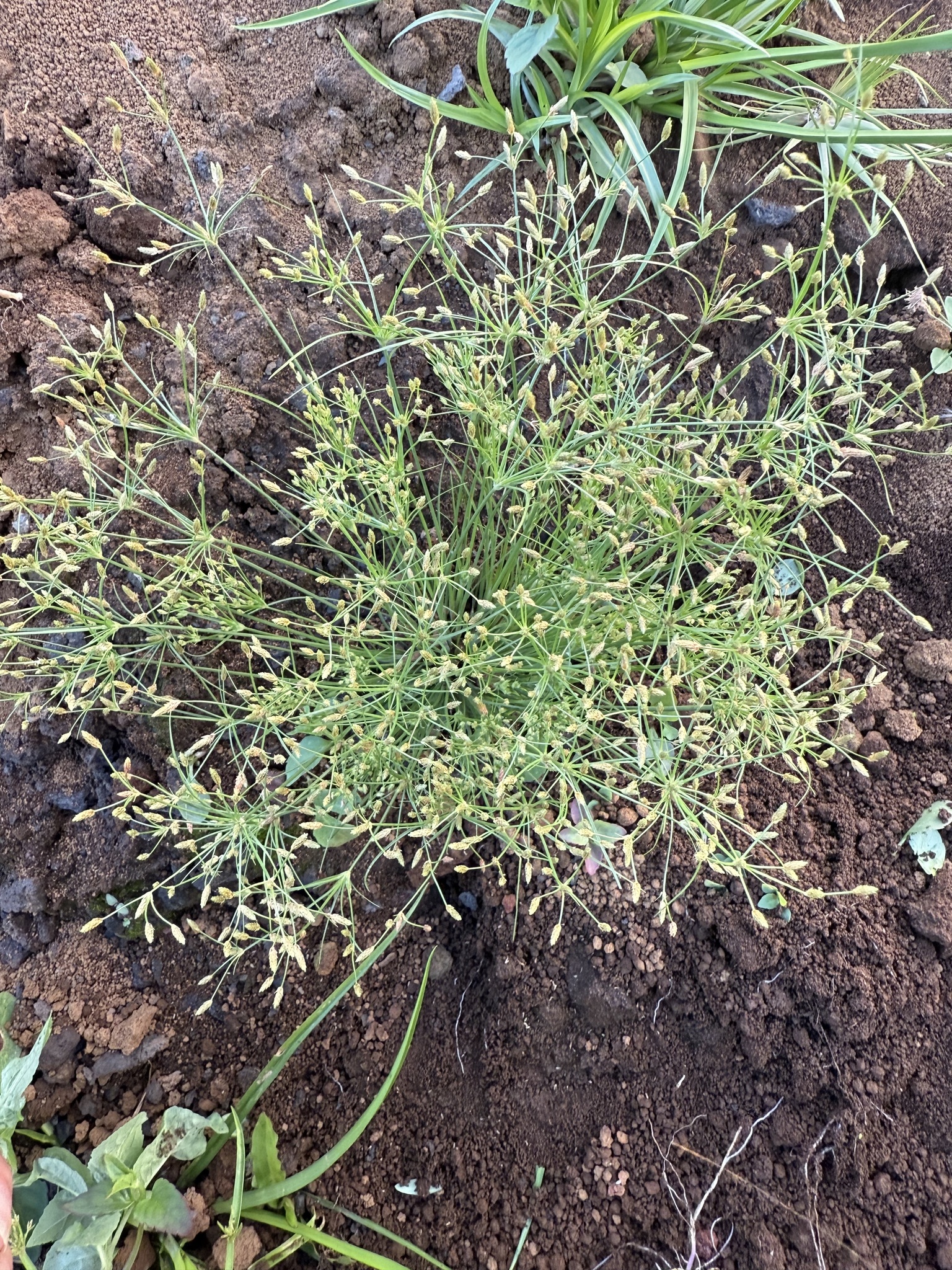 Summer Fimbry (Fimbristylis aestivalis)