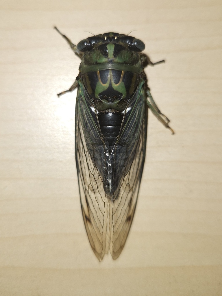 Neotibicen linnei x canicularis