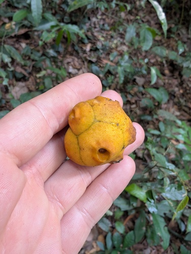 Morinda morindoides (Morinda morindoides)