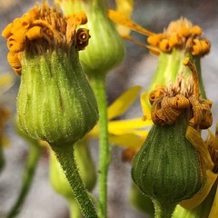 Chrysopsis scabrella