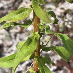 Chrysopsis scabrella