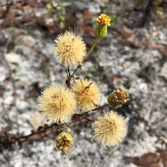 Chrysopsis scabrella