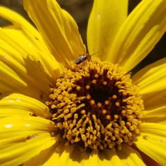 Dilophus occipitalis