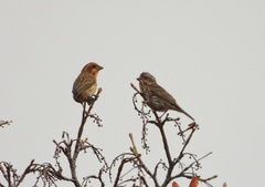 Haemorhous purpureus californicus