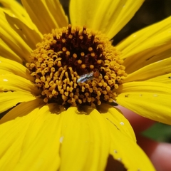 Dilophus occipitalis