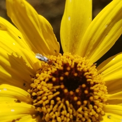 Dilophus occipitalis