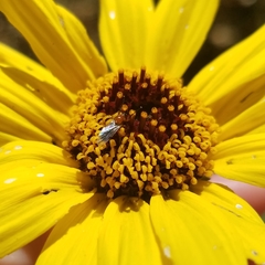 Dilophus occipitalis