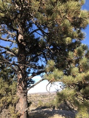 Pinus ponderosa