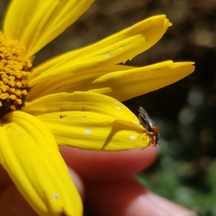 Dilophus occipitalis