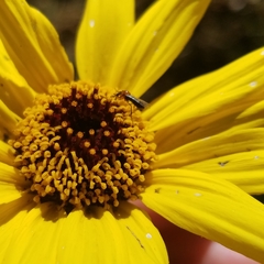 Dilophus occipitalis