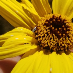 Dilophus occipitalis