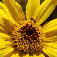 Dilophus occipitalis