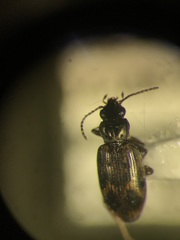Bembidion versicolor