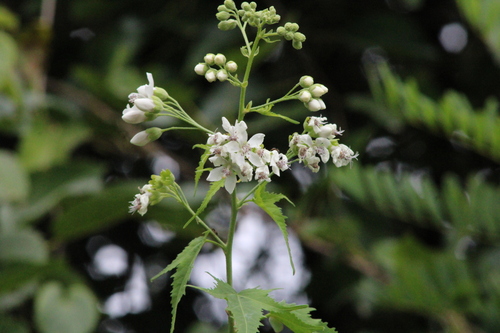 Virginia Mallow (Ripariosida hermaphrodita)