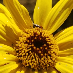 Dilophus occipitalis