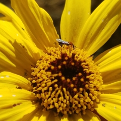 Dilophus occipitalis